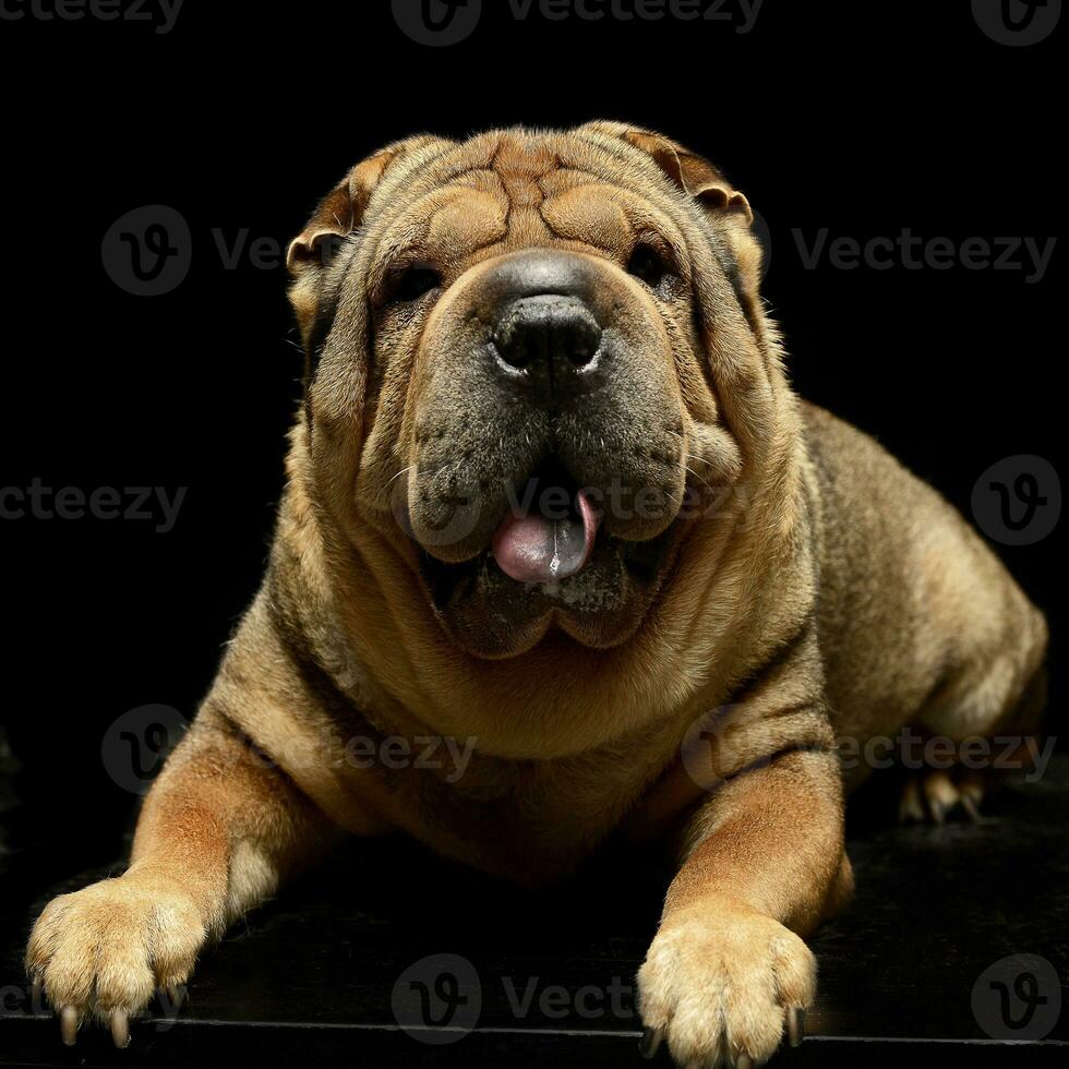 Very nice shar pei enjoy the studio photo shoot