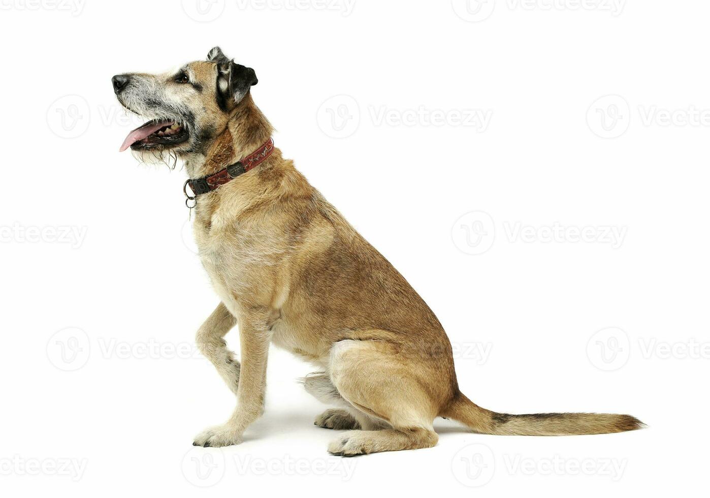 Studio shot of an adorable mixed breed dog sitting and looking curiously photo