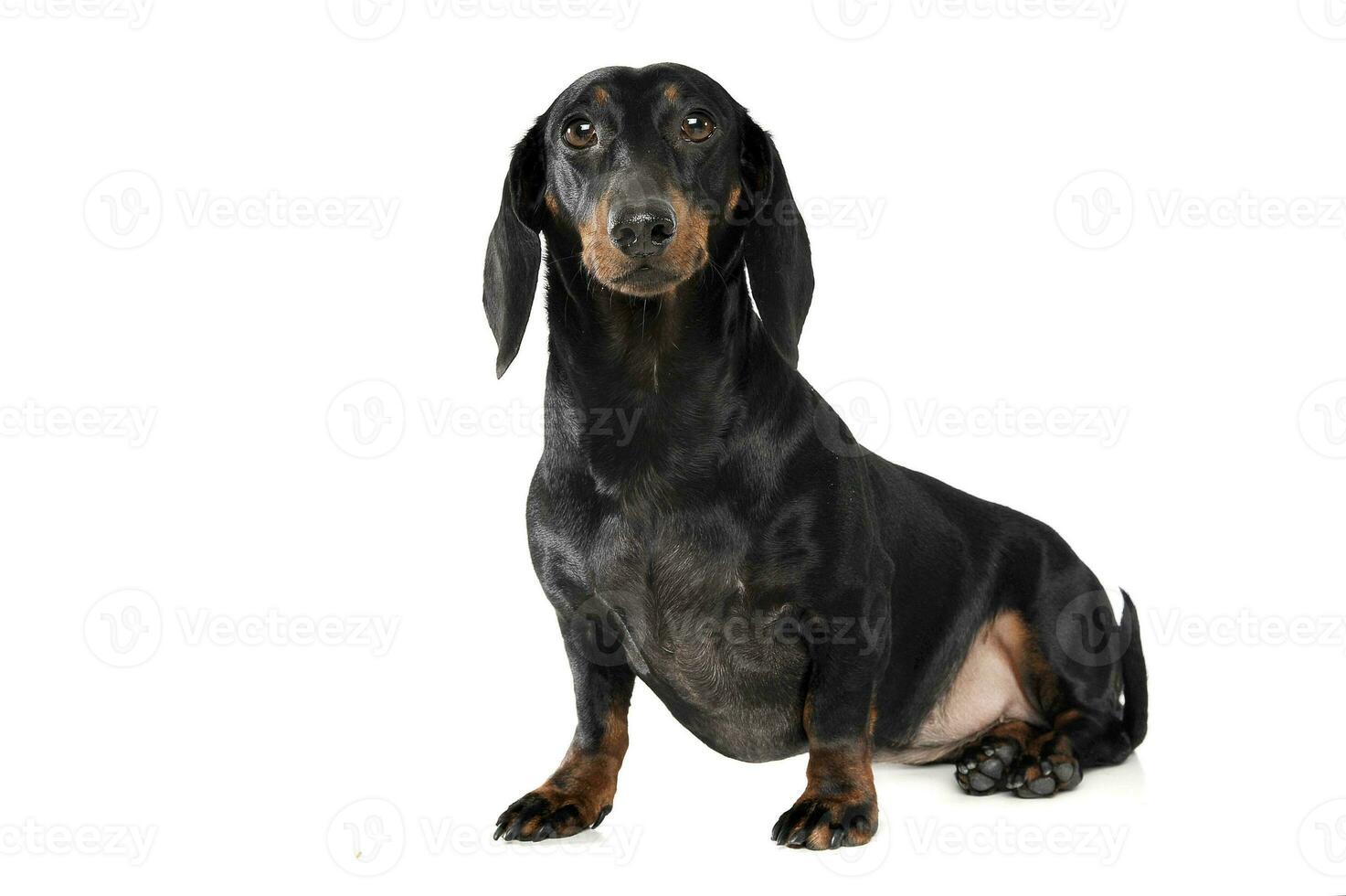 An adorable short haired Dachshund looking curiously at the camera photo