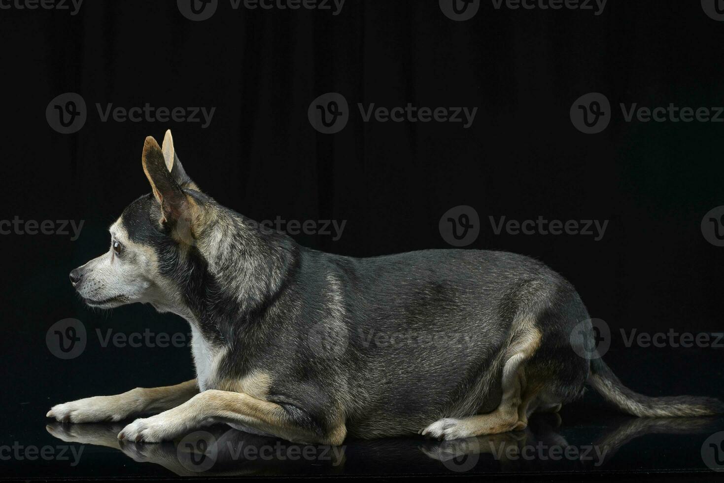 estudio Disparo de un adorable mezclado raza perro foto