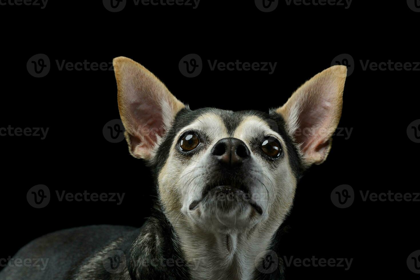 retrato de un adorable mezclado raza perro foto