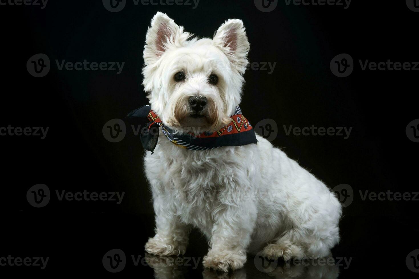 west highland white terrier posing in a photo studio