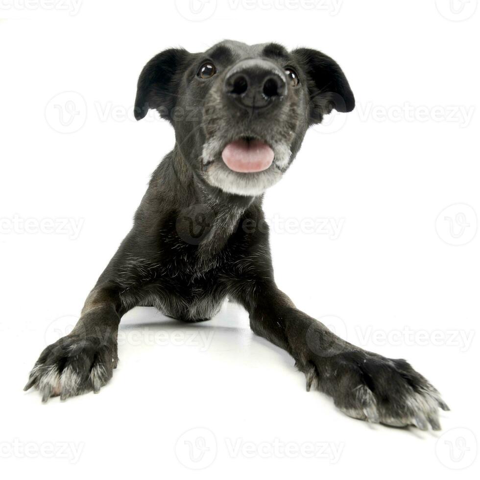 Wide angle shot of an adorable mixed breed dog photo