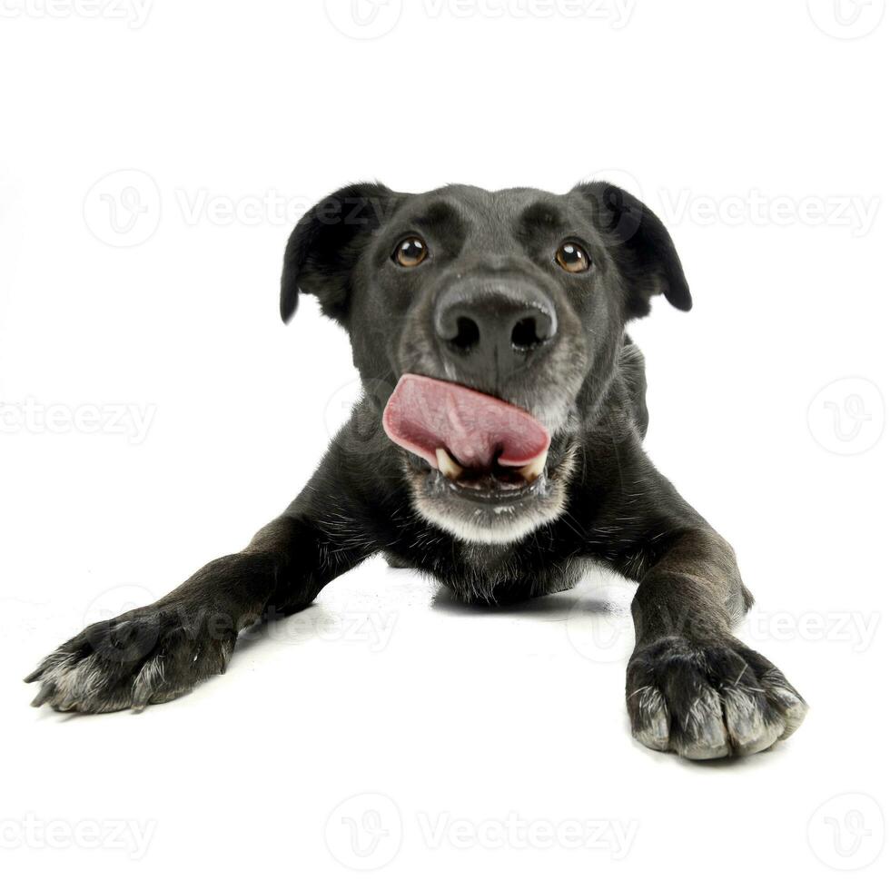 Wide angle shot of an adorable mixed breed dog photo