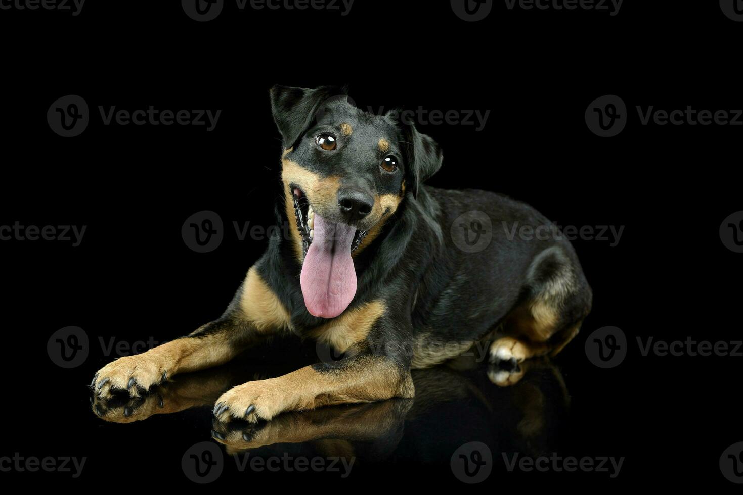 Studio shot of an adorable Jack Russell Terrier puppy photo