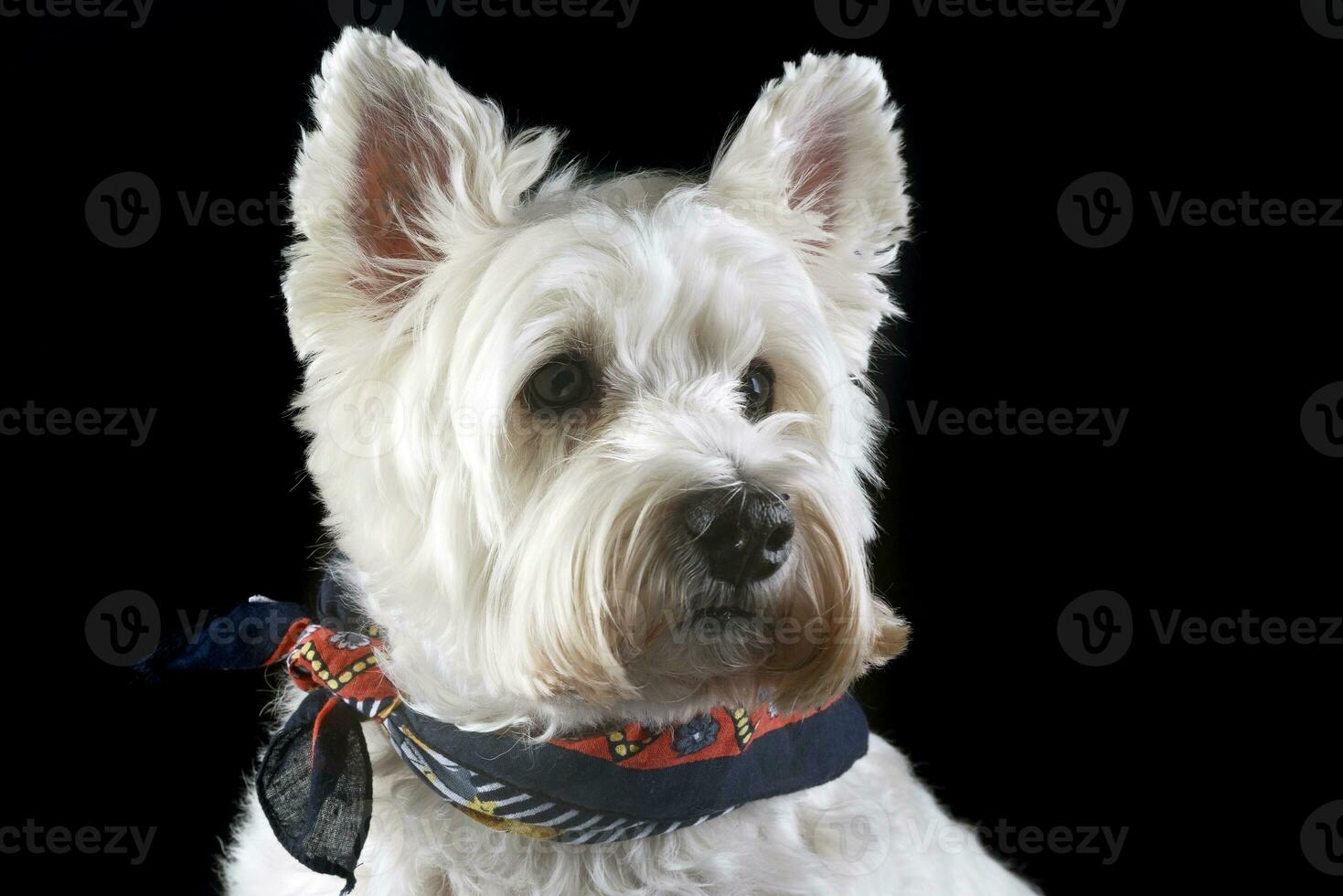 west highland white terrier posing in a photo studio