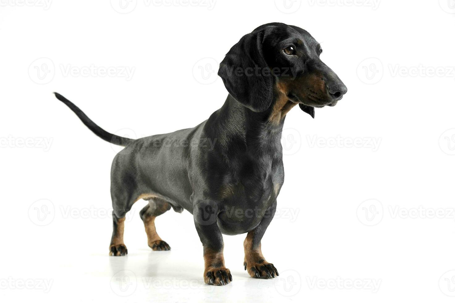 Studio shot of an adorable black and tan short haired Dachshund looking curiously photo