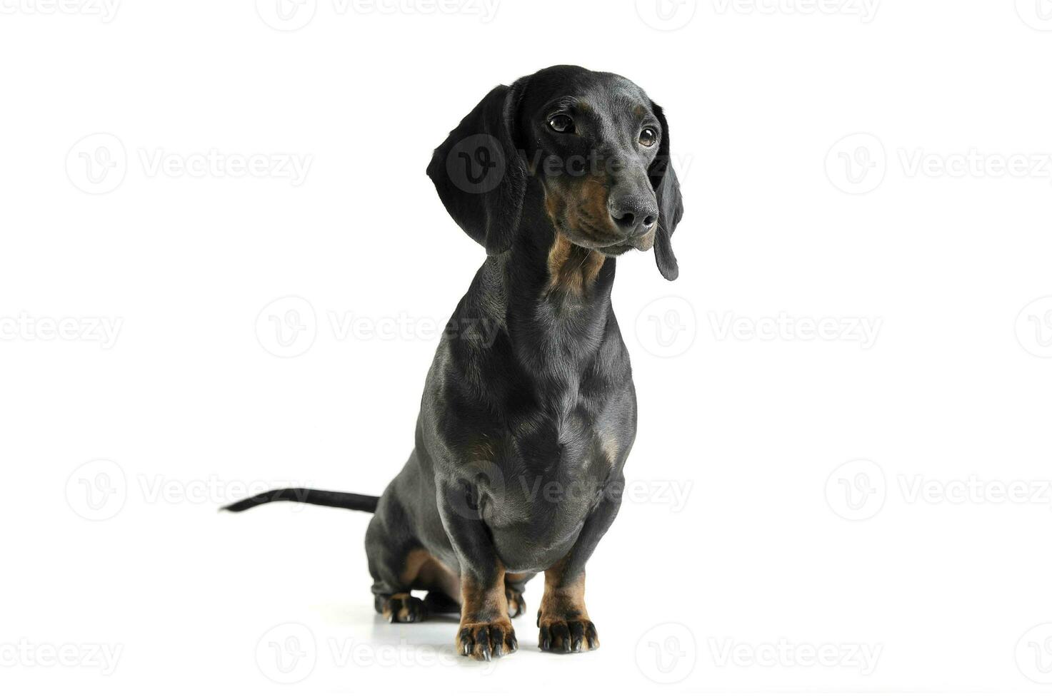 Studio shot of an adorable black and tan short haired Dachshund looking curiously photo