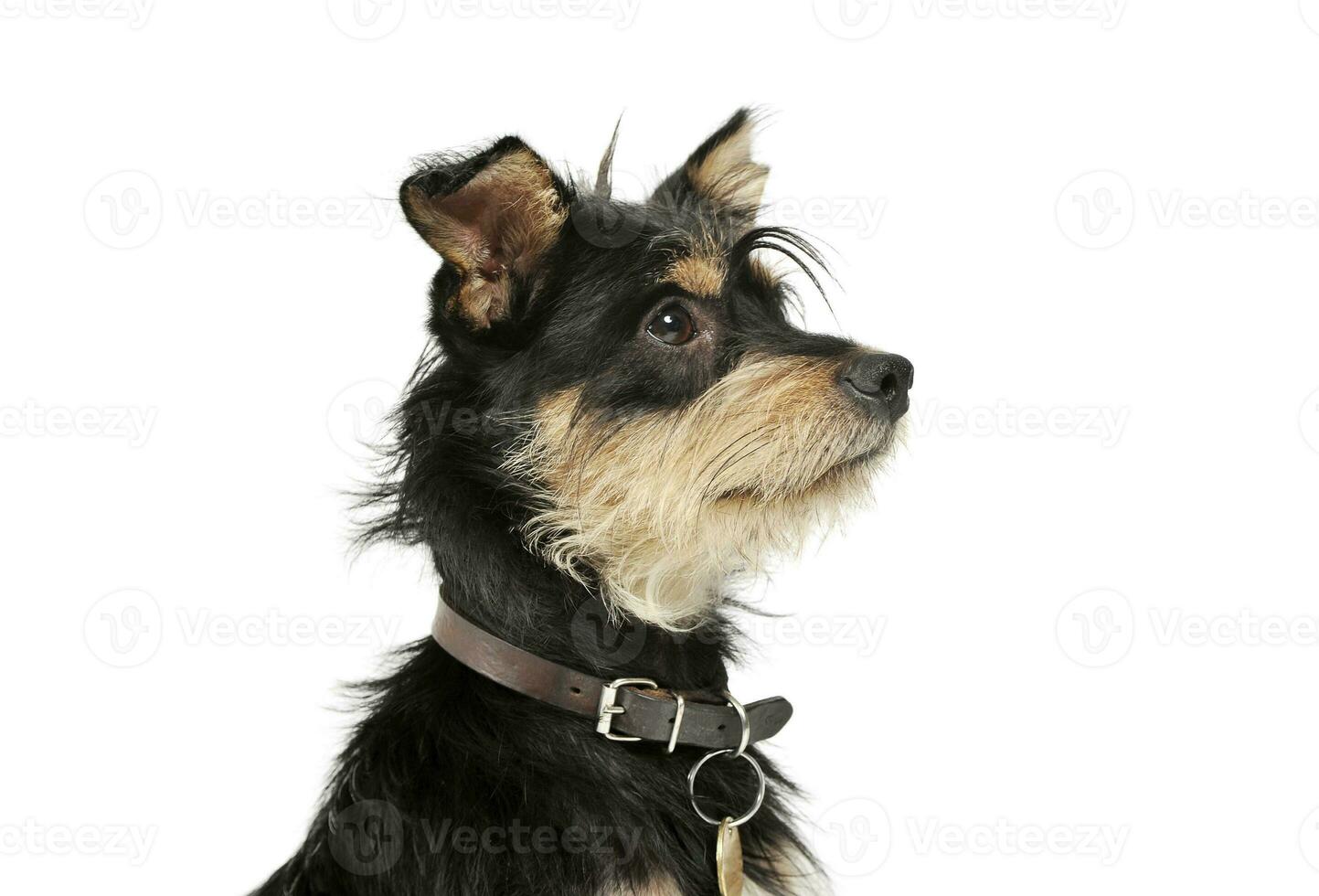 Portrait of an adorable mixed breed dog looking up curiously photo