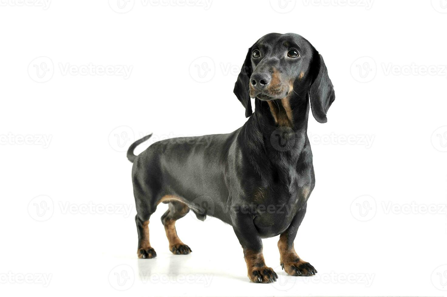 Studio shot of an adorable black and tan short haired Dachshund looking curiously photo