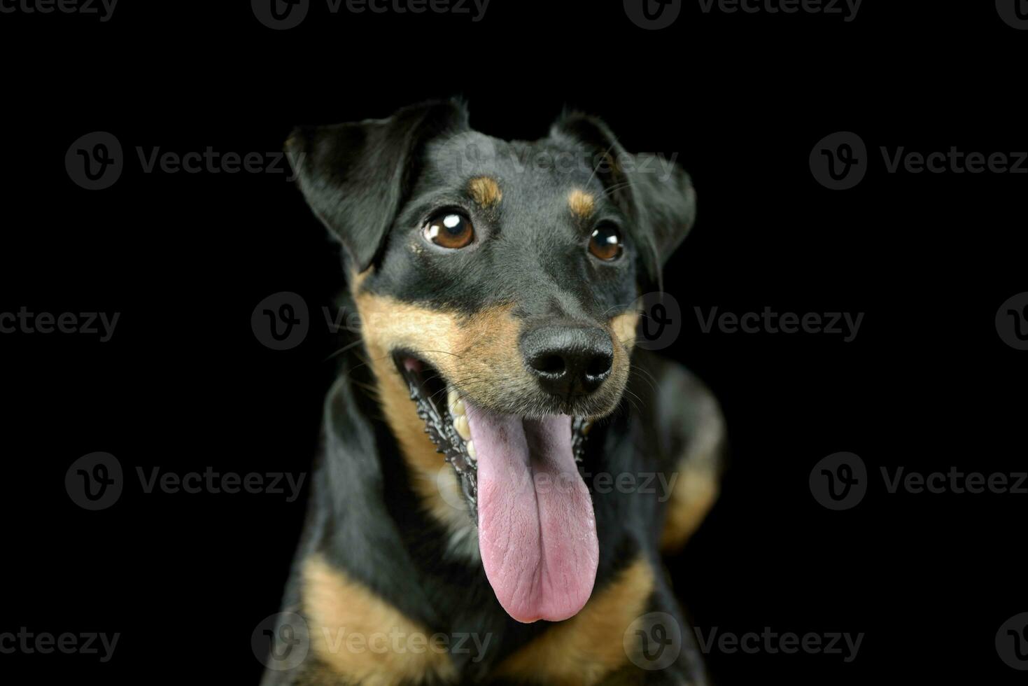 Retrato de un adorable Jack Russell Terrier foto