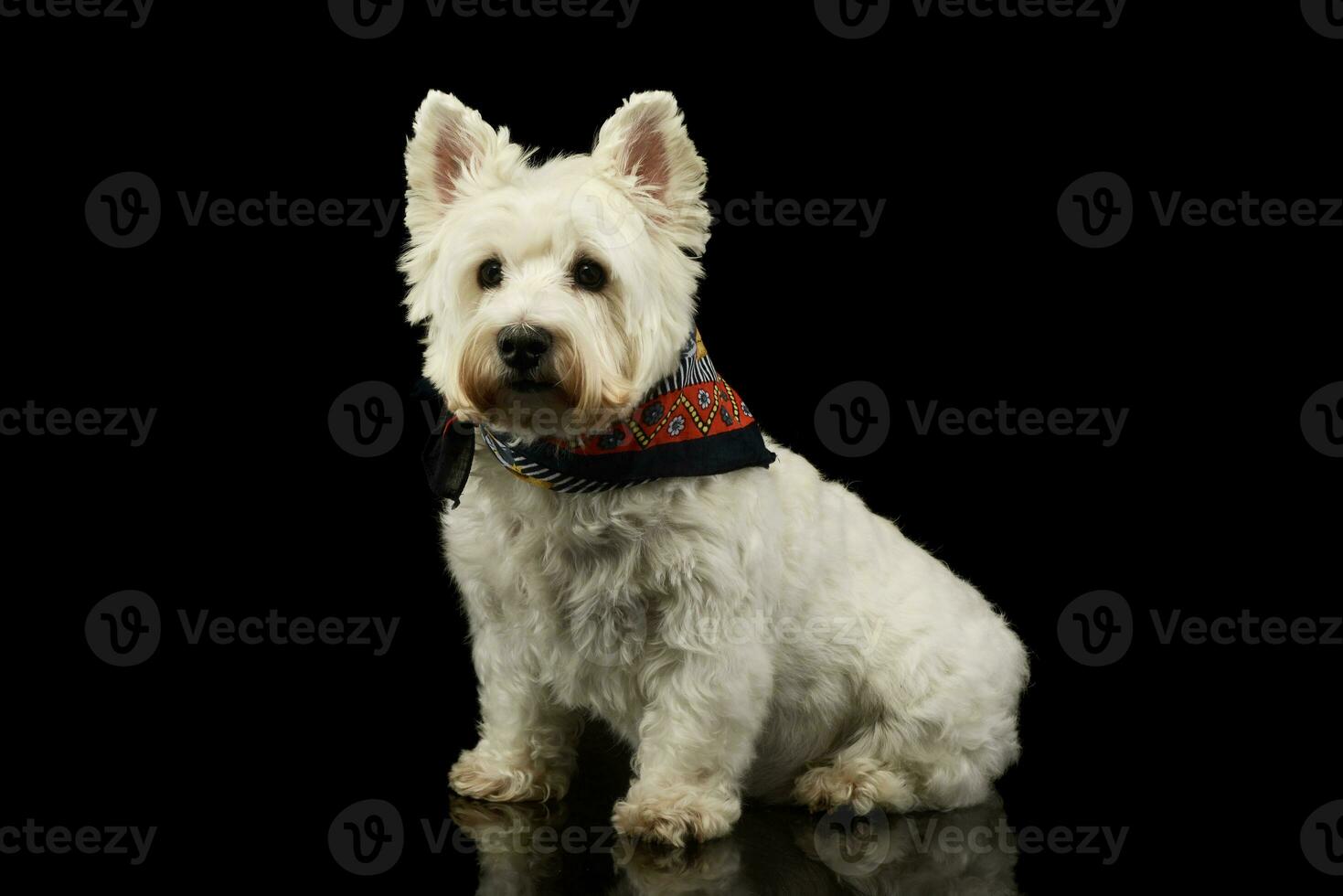 Studio shot of a lovely West Highland White Terrier westie photo