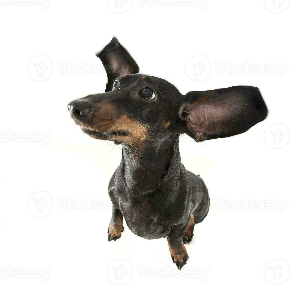 Cute smooth hair dachshund in a photo studio