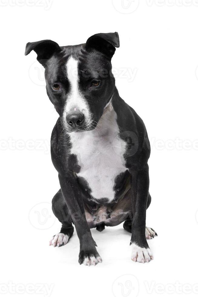 Studio shot of an adorable Staffordshire Terrier photo
