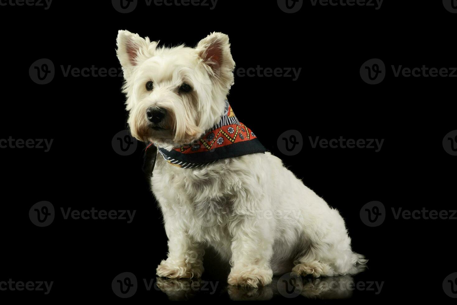 estudio Disparo de un encantador Oeste tierras altas blanco terrier Westie foto