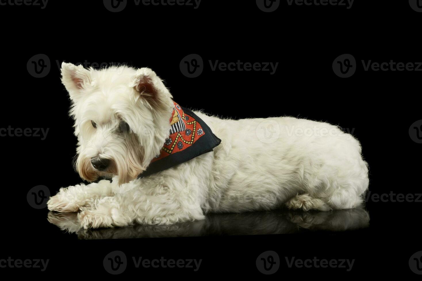 Studio shot of a lovely West Highland White Terrier westie photo