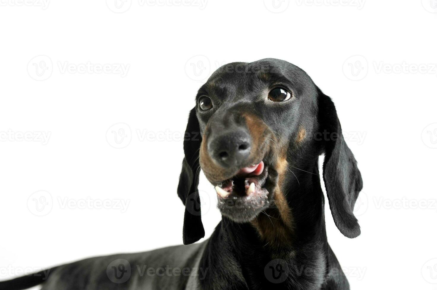 An adorable black and tan short haired Dachshund looking satisfied photo
