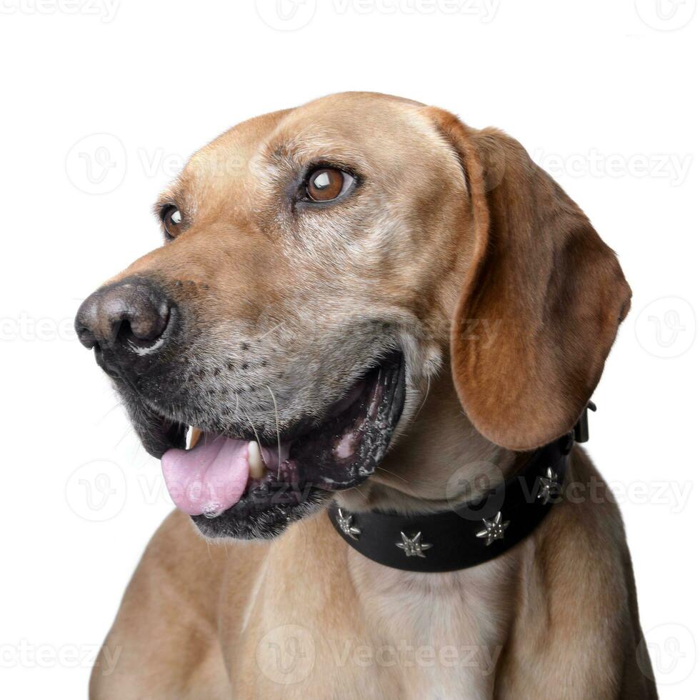 Studio shot of an adorable mixed breed dog photo