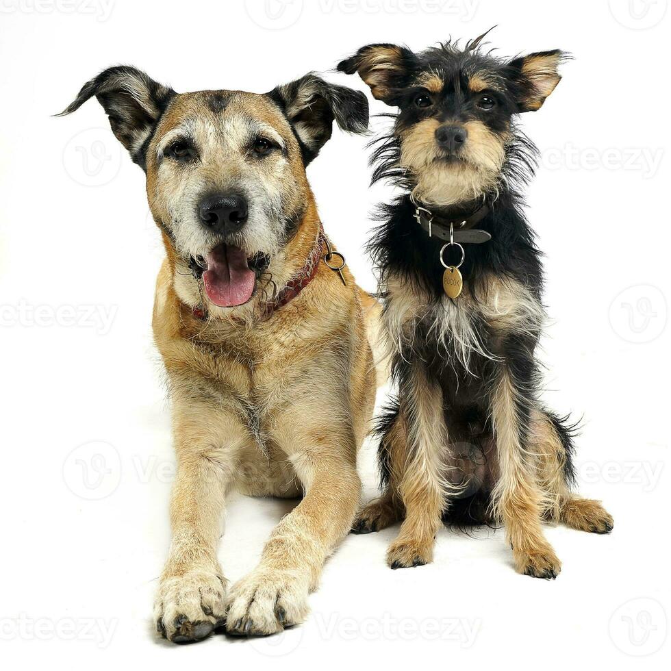 Two mixed breed funny dog in a white studio photo