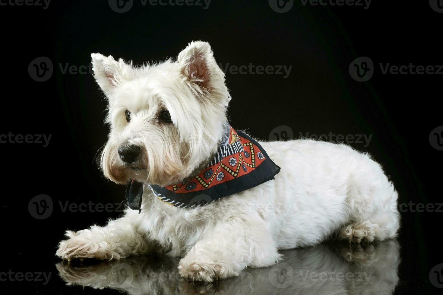 west highland white terrier posing in a photo studio