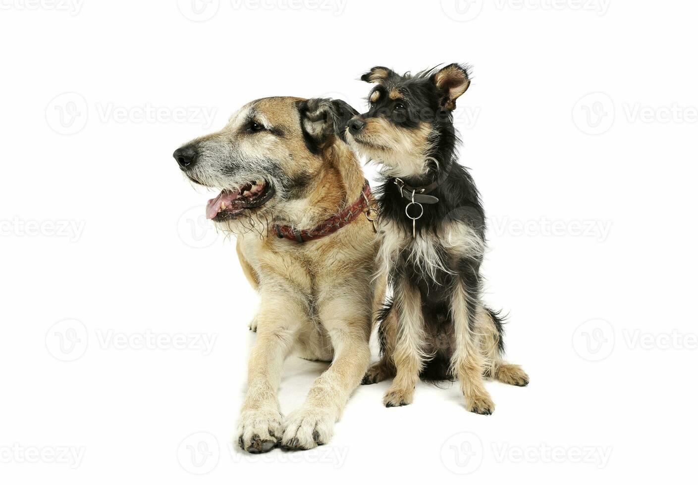 estudio Disparo de dos adorable mezclado raza perro sentado y mirando curiosamente foto