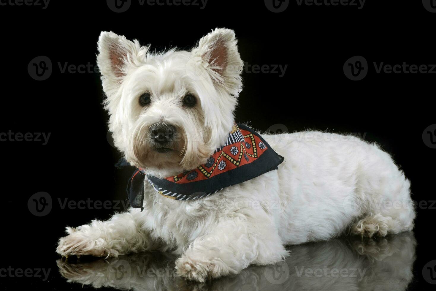 west highland white terrier posing in a photo studio