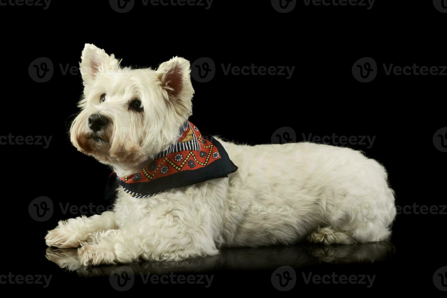 Studio shot of a lovely West Highland White Terrier westie photo