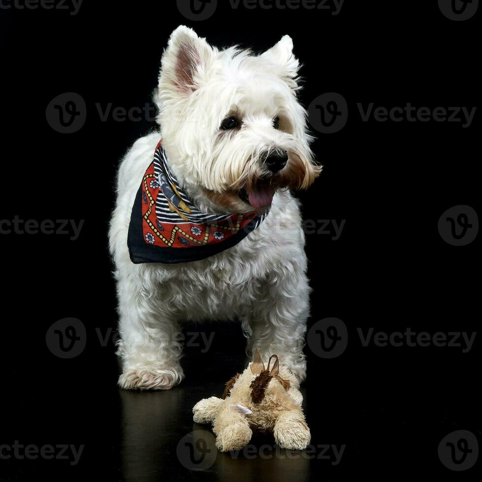 Oeste tierras altas blanco terrier posando en un foto estudio