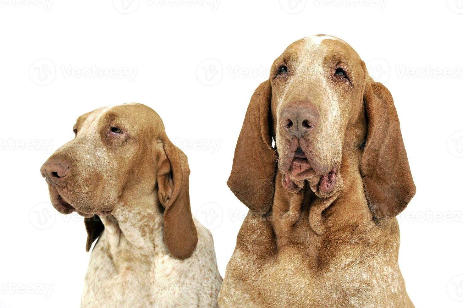 Group of Bracco Italiano feeling good in a white photo studio