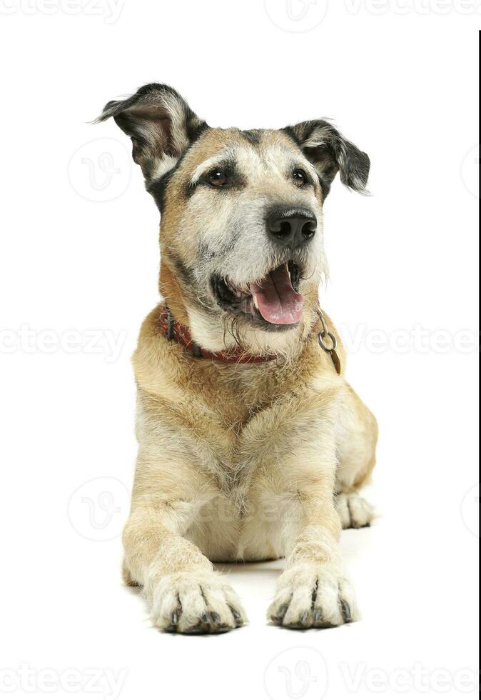 Studio shot of an adorable mixed breed dog lying and looking satisfied photo