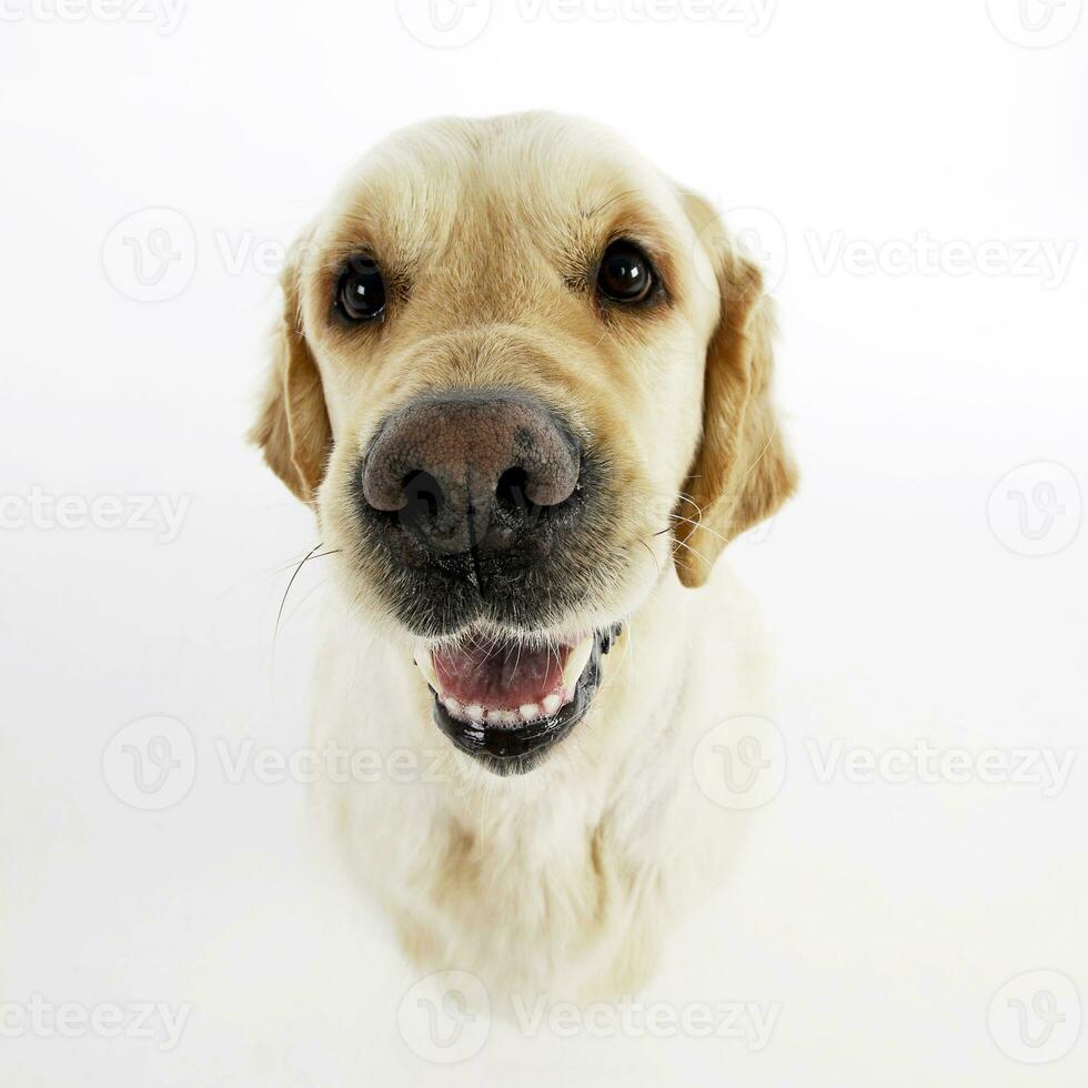 Portrait of an adorable mixed breed dog photo