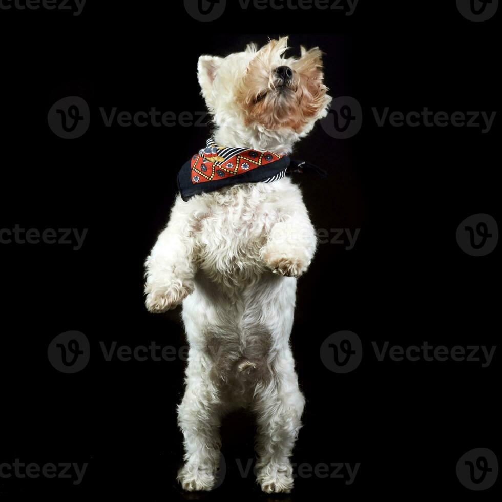 west highland white terrier posing in a photo studio