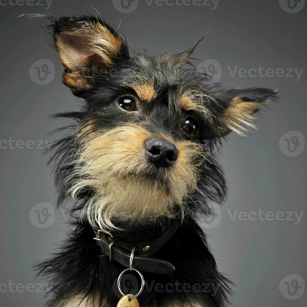 Mixed breed funny dog in a grey studio photo