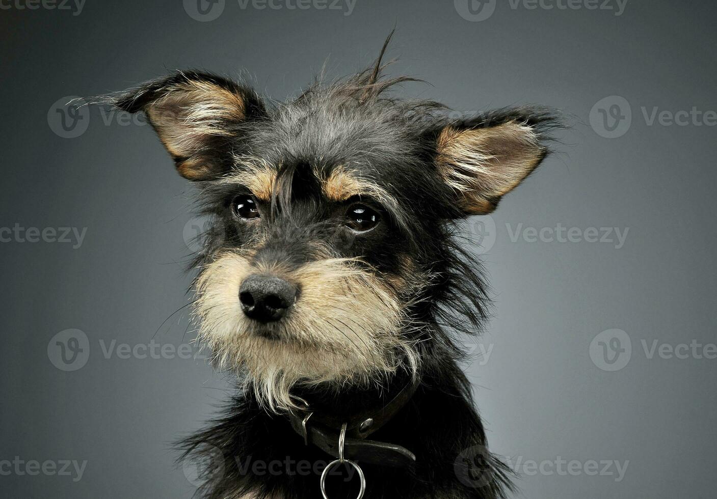 Portrait of an adorable mixed breed dog looking curiously photo