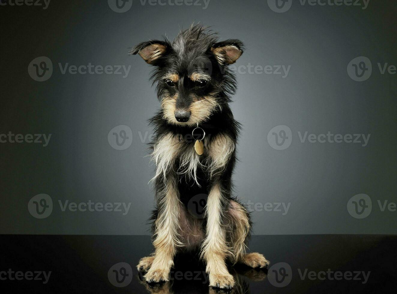 Studio shot of an adorable mixed breed dog sitting and looking sad photo