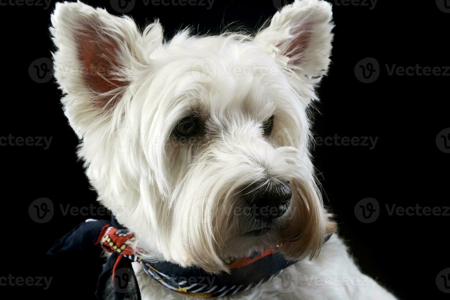 west highland white terrier posing in a photo studio