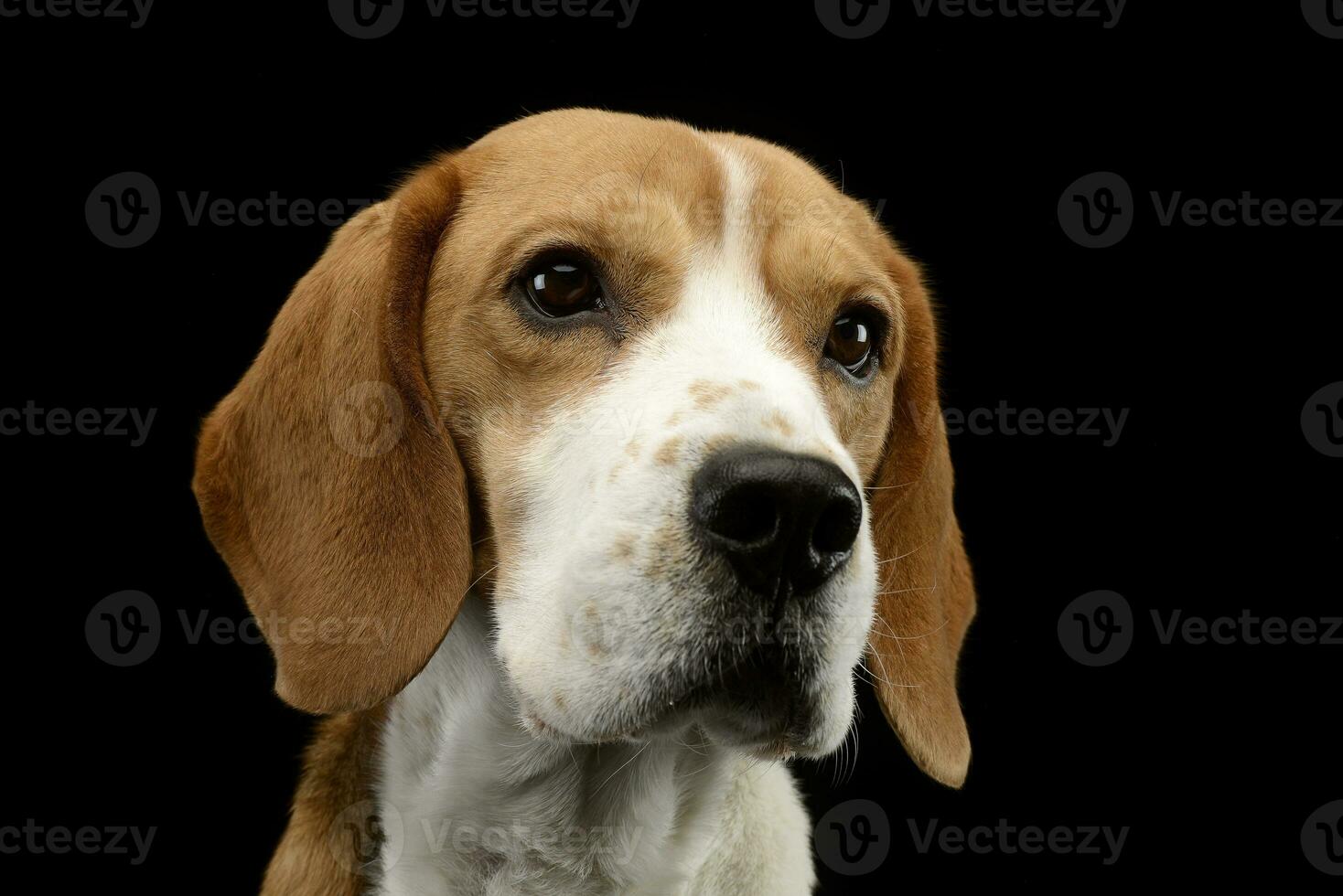 Portrait of an adorable Beagle photo