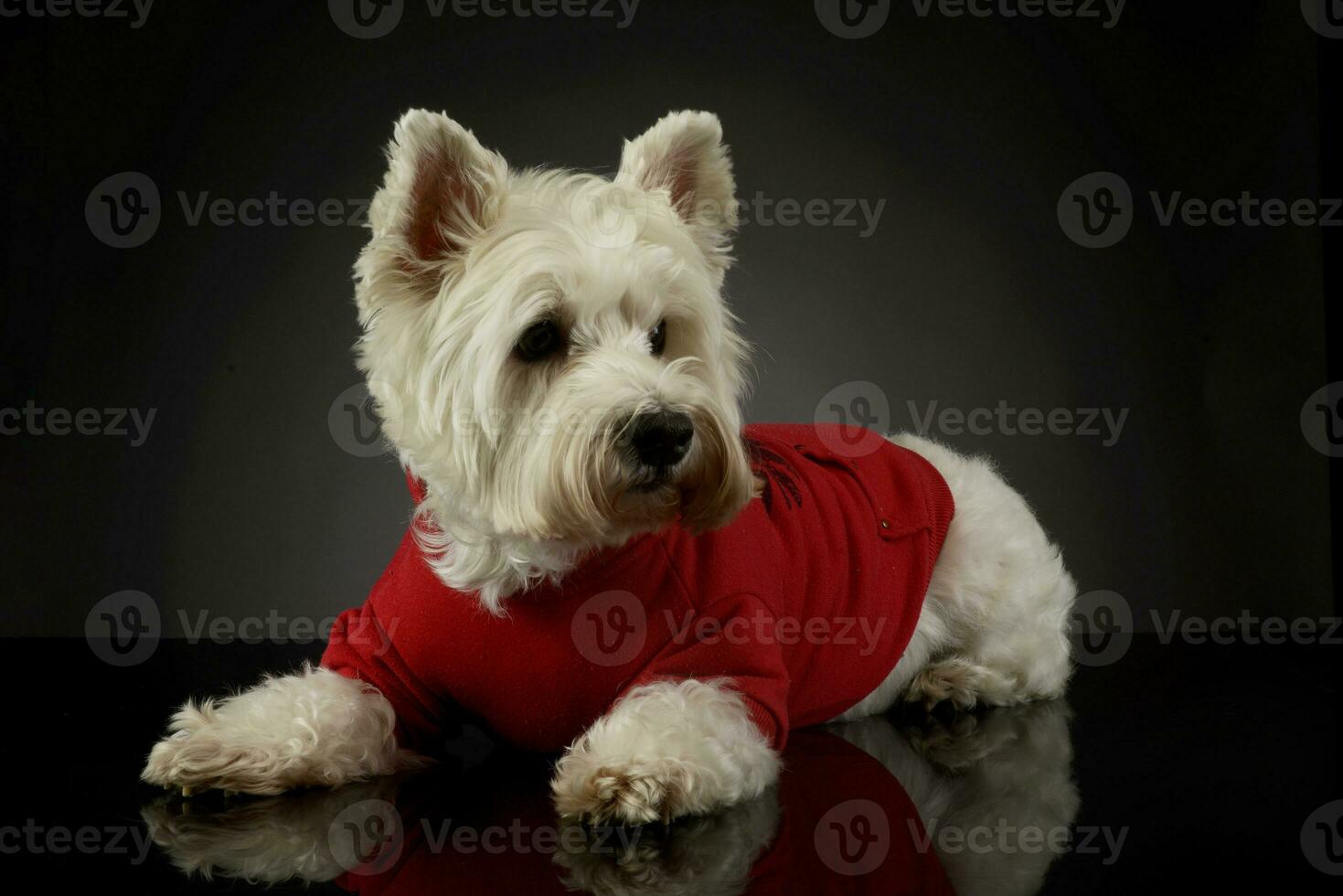 Studio shot of a lovely West Highland White Terrier westie photo