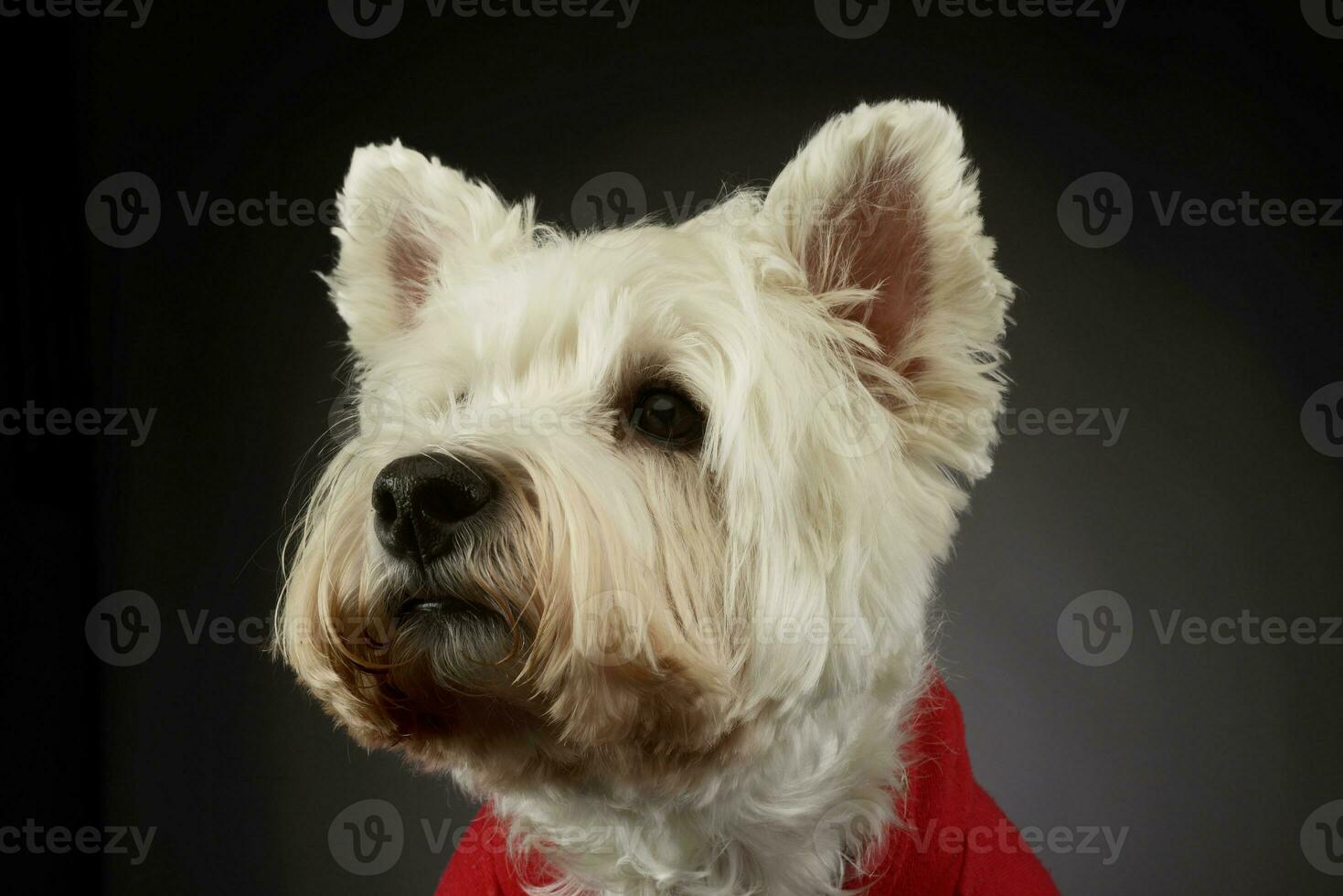 retrato de un encantador Oeste tierras altas blanco terrier Westie foto