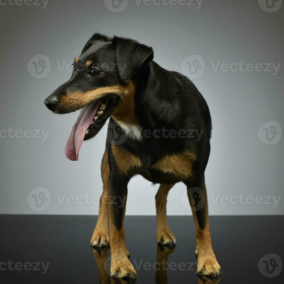 Studio shot of an adorable mixed breed dog photo