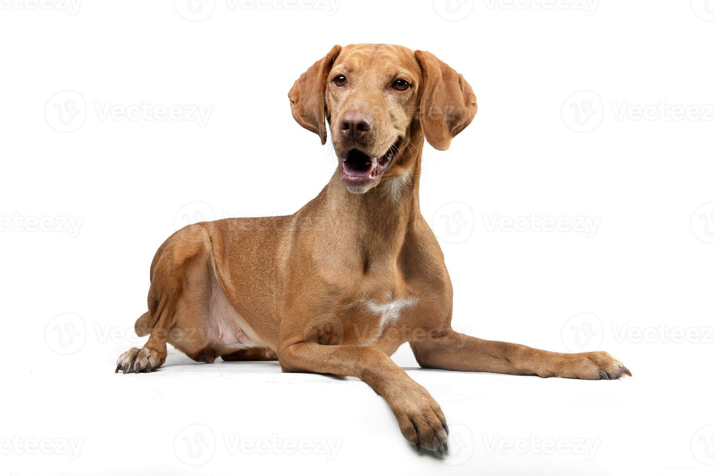 estudio Disparo de un adorable húngaro vizsla foto