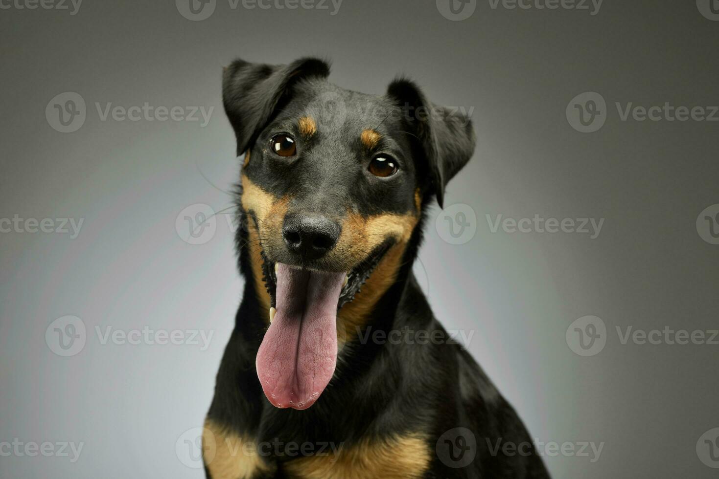 Portrait of an adorable Jack Russell Terrier photo