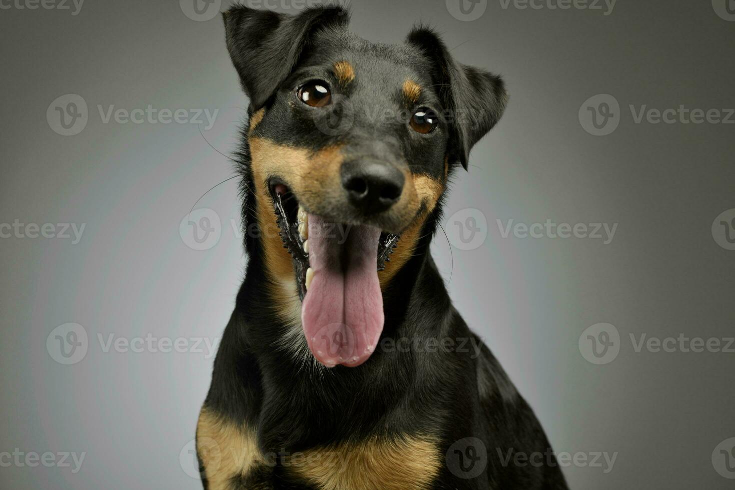 Portrait of an adorable Jack Russell Terrier photo