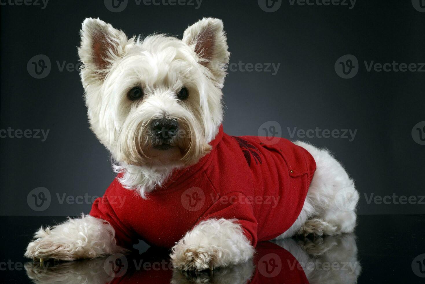 Oeste tierras altas blanco terrier posando en un oscuro foto estudio