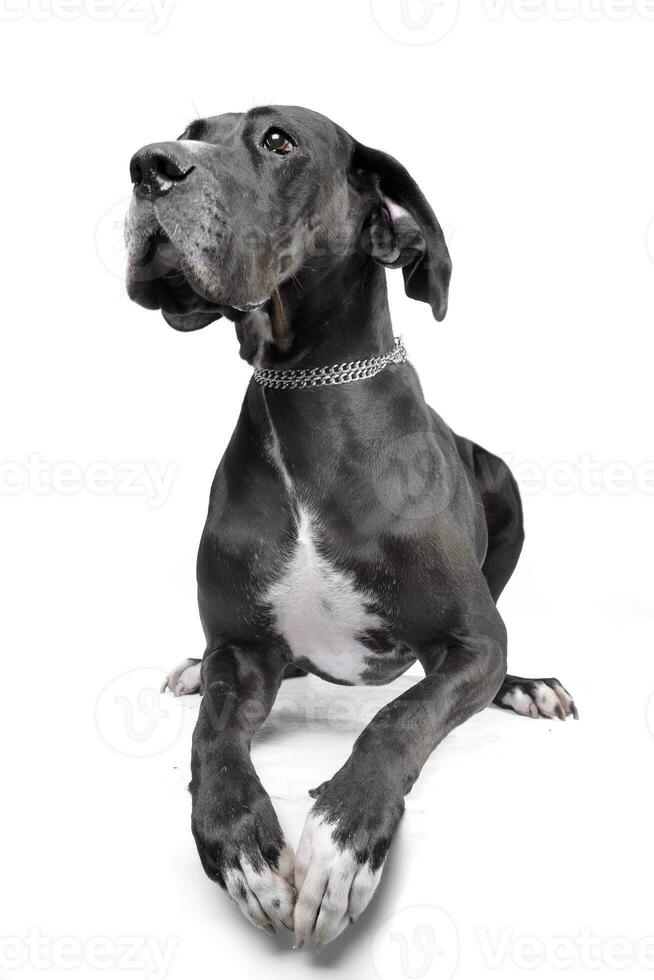 Studio shot of an adorable Great Dane photo