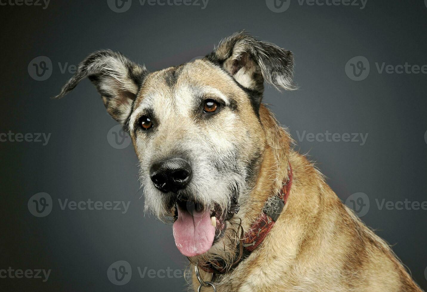 Portrait of an adorable mixed breed dog looking curiously at the camera photo