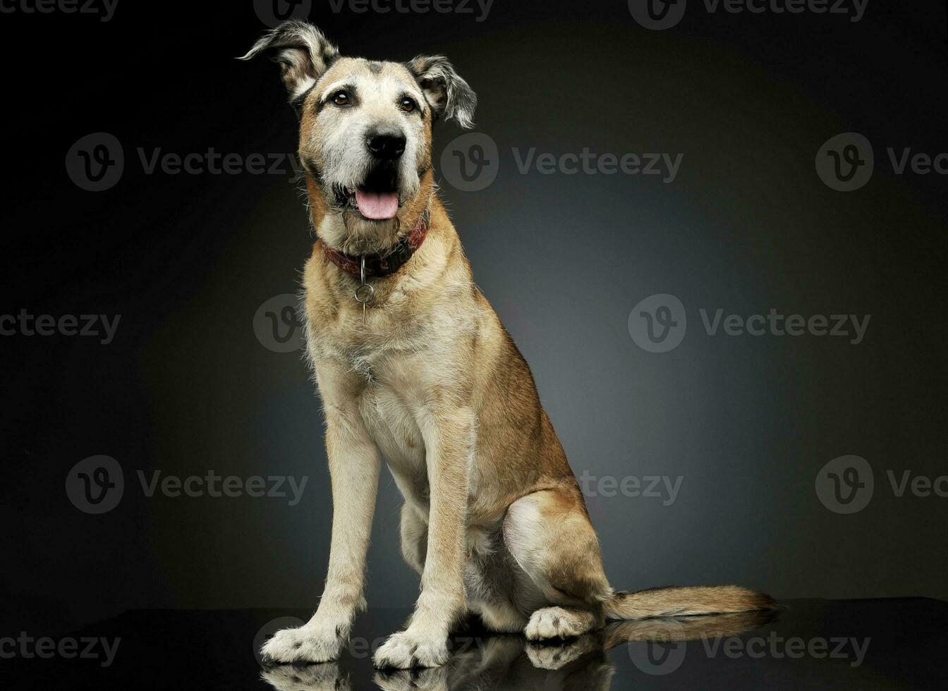Studio shot of an adorable mixed breed dog sitting and  looking satisfied photo