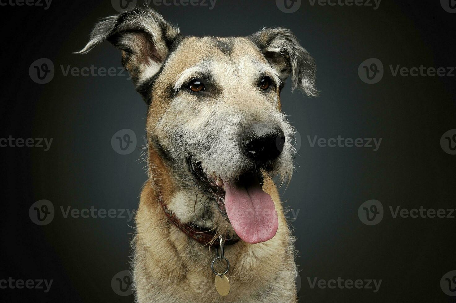 Portrait of an adorable mixed breed dog looking satisfied photo