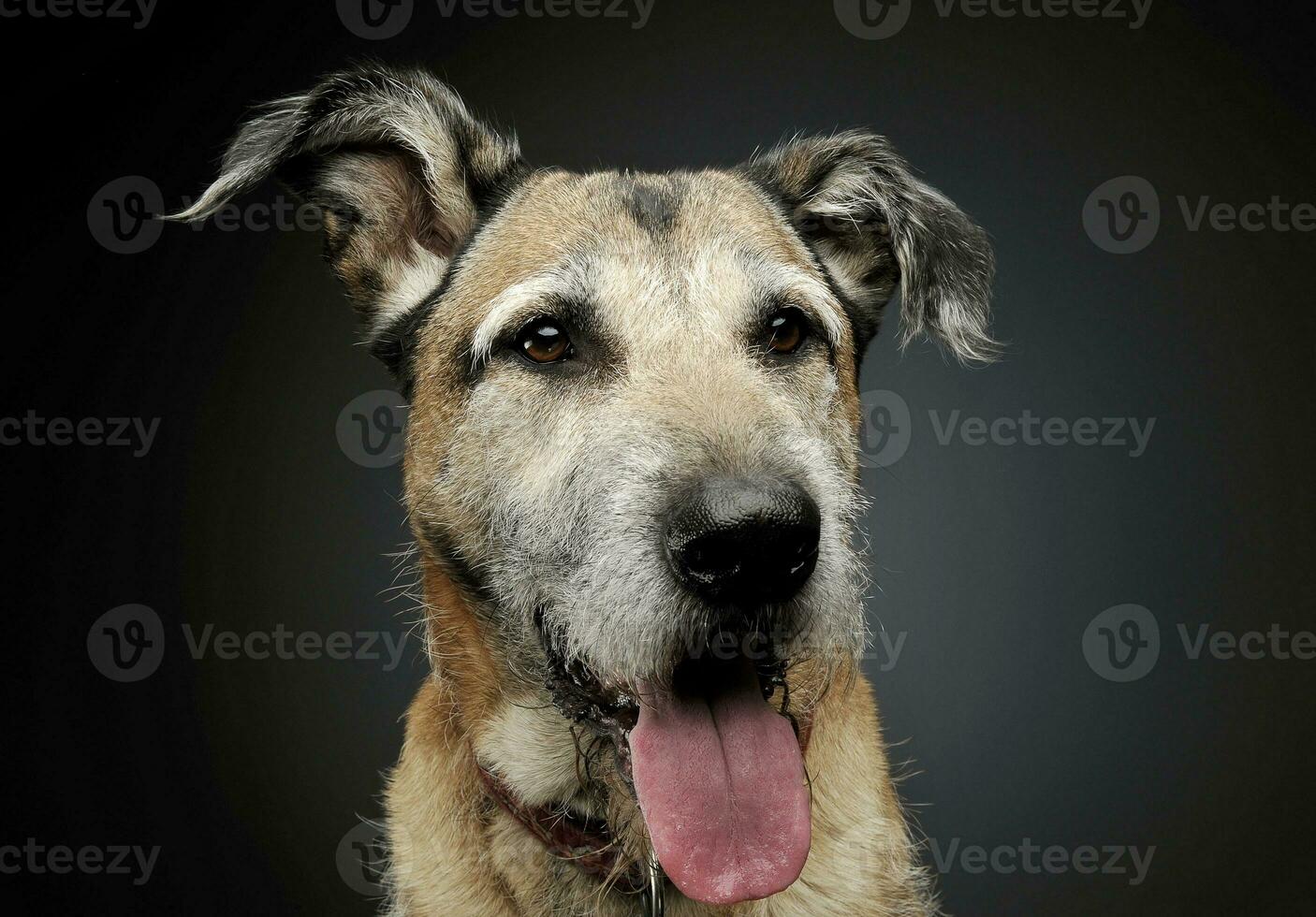 Portrait of an adorable mixed breed dog looking satisfied photo