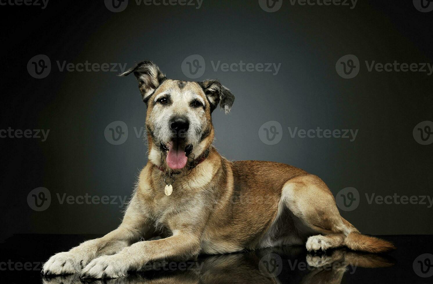 Studio shot of an adorable mixed breed dog lying and  looking curiously at the camera photo